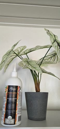 Mango Afrika Macérât Huileux 16 Plantes huile pousse 100ml